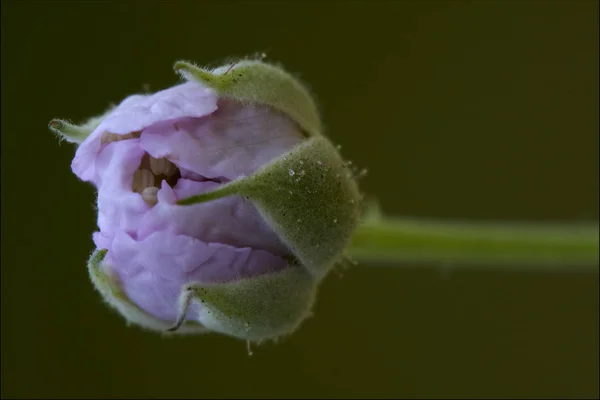 Macro vert rose liliacé fond légumineux — Photo