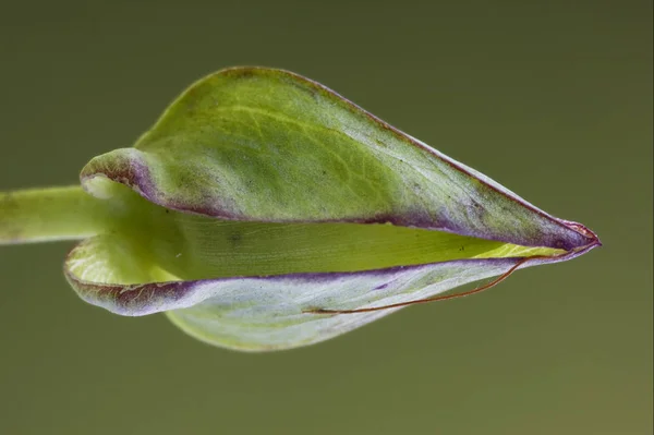 Macro Feuille Fond Nature — Photo