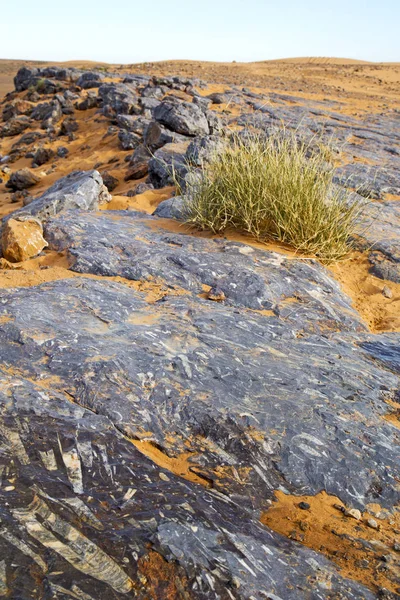 Viejo fósil en el desierto de arbusto — Foto de Stock