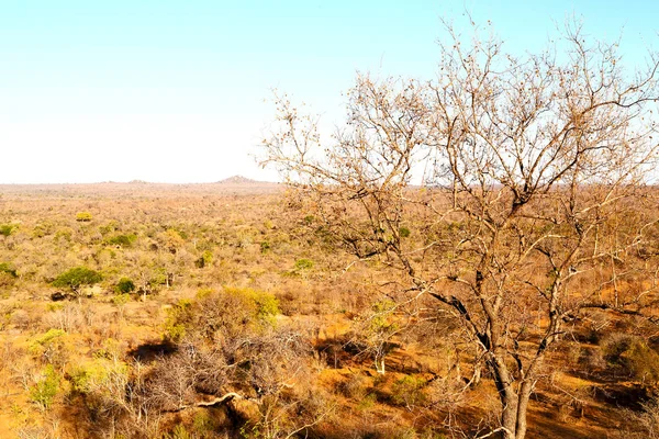 Viejo árbol y sus ramas en el cielo despejado — Foto de Stock