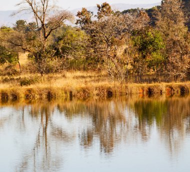   su Lirası göl ve ağaç yansıması