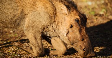  Güney Afrika yaban hayatı rezerv ve yaban domuzu