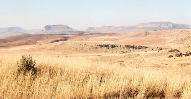   Güney Afrika'da kara çalı ve ağaç 