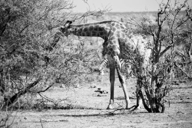 Güney Afrika yaban hayatı rezerv ve zürafa