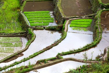   coultivation pirinç Teras alanı   