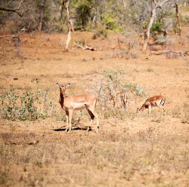  Kış ormanda vahşi Impala