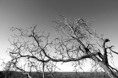  eski ağaç ve berrak gökyüzü onun şubeleri