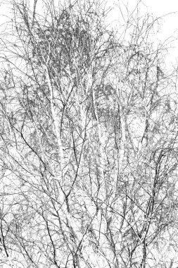  eski ağaç ve berrak gökyüzü onun şubeleri