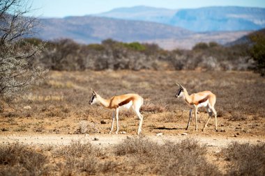  Kış ormanda vahşi Impala