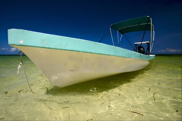 Palm in the  lagoon relax and boat   of sian kaan in mexico — Stock Photo, Image