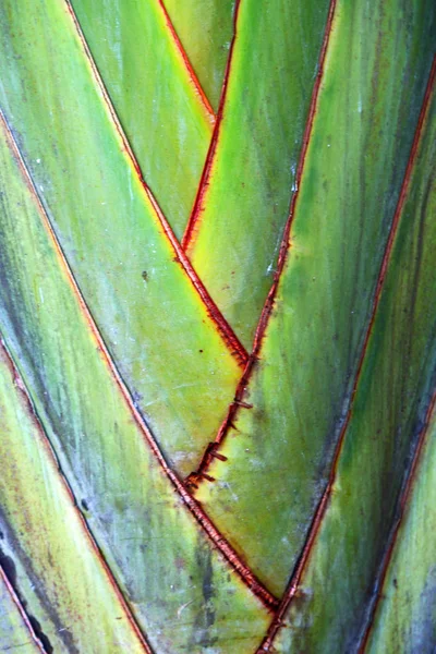 Achterzijde van een blad en het licht — Stockfoto