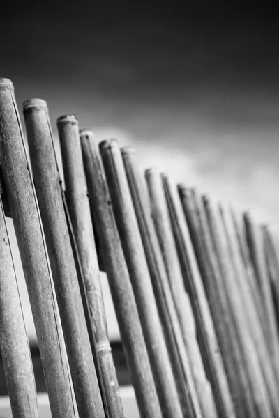 In a   cloudy sky  lots bamboo stick for  natural fence — Stock Photo, Image