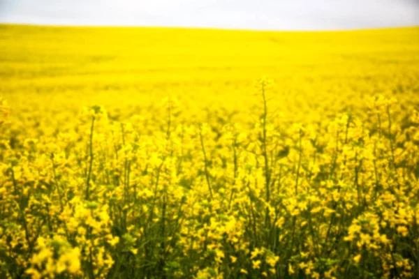 En Sudáfrica cerca del campo de colza — Foto de Stock