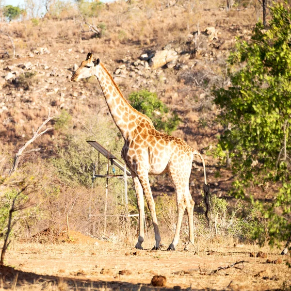 W RPA rezerwat przyrody i żyrafa — Zdjęcie stockowe