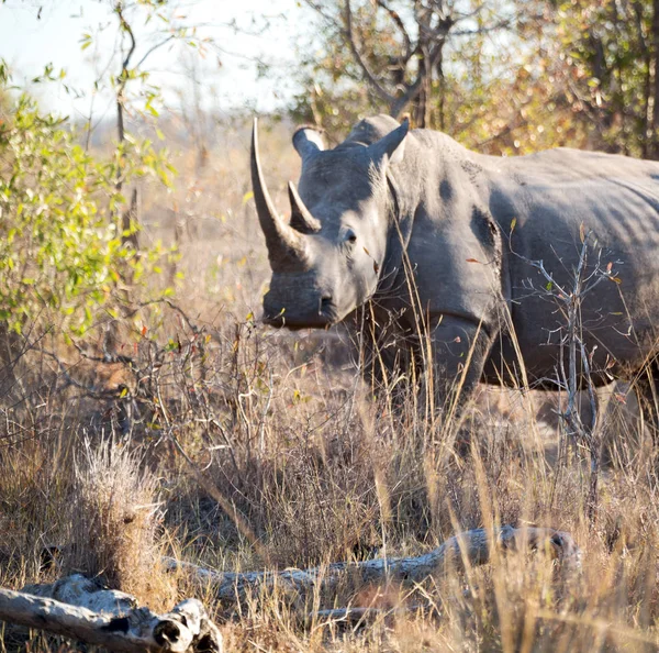 În rezervația de faună sălbatică din Africa de Sud și rinoceri — Fotografie, imagine de stoc