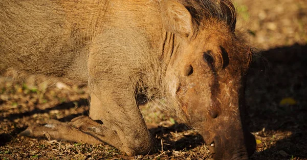 En Sudáfrica reserva de vida silvestre y jabalí —  Fotos de Stock