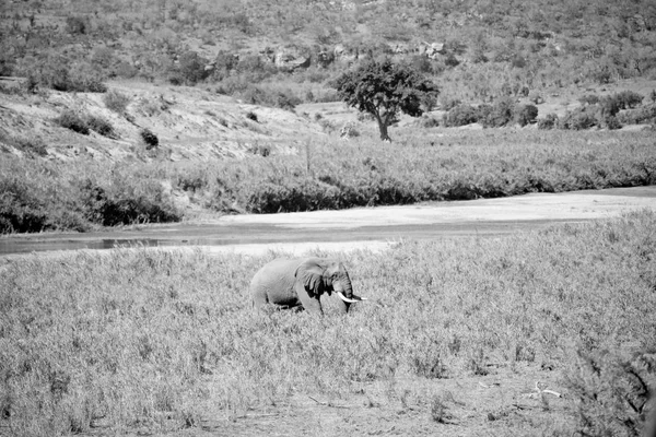 En Sudáfrica elefante de vida silvestre — Foto de Stock