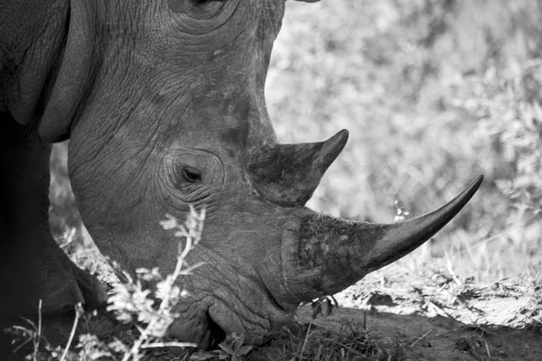 Na África do Sul reserva de vida selvagem e rinoceronte — Fotografia de Stock