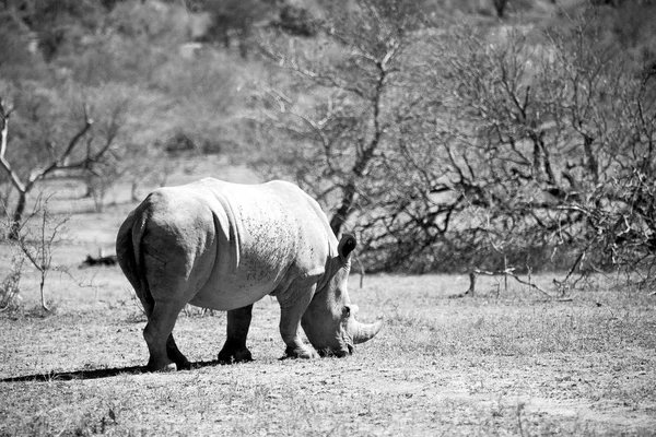 W RPA rezerwat przyrody i nosorożec — Zdjęcie stockowe