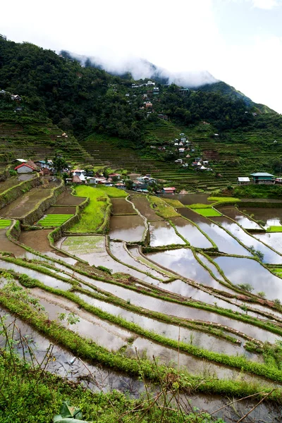 Campo de terraza para el coultivation de arroz —  Fotos de Stock