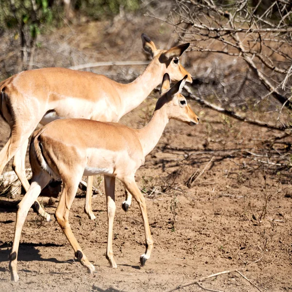 Impala silvestre en el arbusto de invierno —  Fotos de Stock