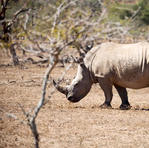 Na África do Sul reserva de vida selvagem e rinoceronte — Fotografia de Stock