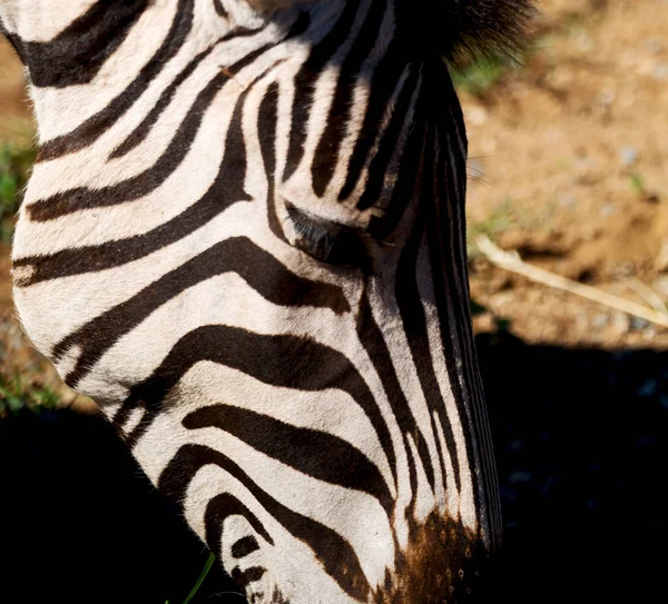 In south africa     wildlife  nature  reserve and  zebra — Stock Photo, Image