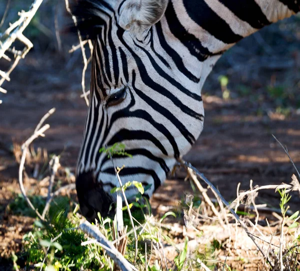 Na África do Sul reserva natural de vida selvagem e zebra — Fotografia de Stock