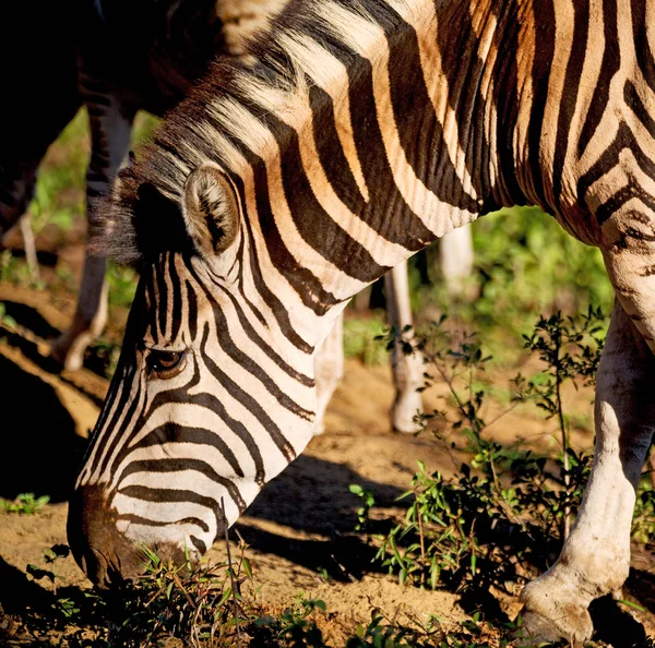 In Südafrika Wildlife Nature Reserve und Zebra — Stockfoto