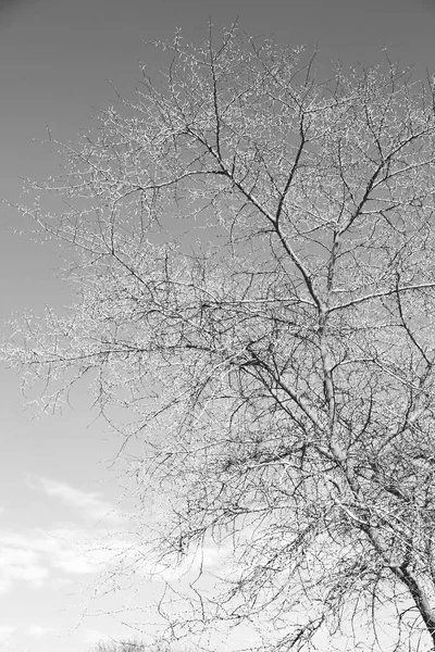 Alter Baum und seine Äste im klaren Himmel — Stockfoto