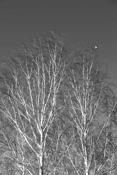 Árvore velha e seus ramos no céu claro — Fotografia de Stock