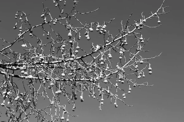 Uma árvore velha e seus ramos no céu claro — Fotografia de Stock