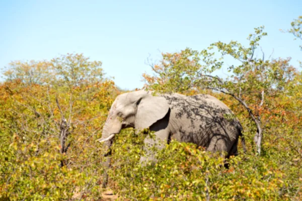 Na África do Sul reserva natural de vida selvagem e elefante — Fotografia de Stock