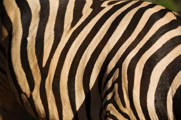 Zebra selvagem pele fundo abstrato — Fotografia de Stock