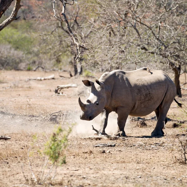 In south africa     wildlife     reserve and   rhinoceros — Stock Photo, Image