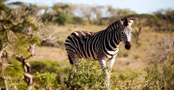 In Südafrika Wildlife Nature Reserve und Zebra — Stockfoto