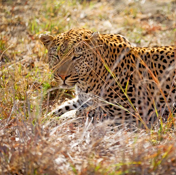 In south africa kruger natural park wild leopard — Stock Photo, Image