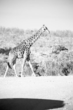 Güney Afrika yaban hayatı rezerv ve zürafa
