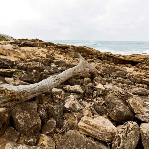 In south africa    branch dead  tree coastline — Stock Photo, Image