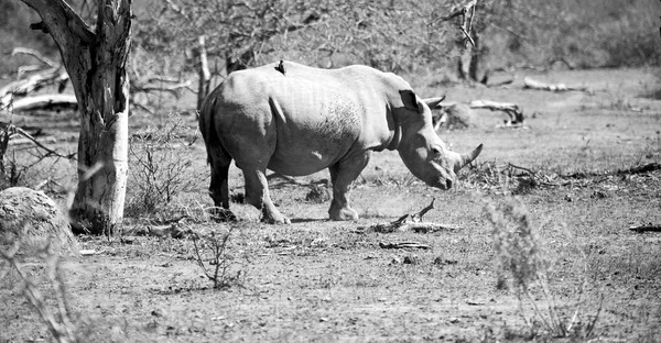 In Sudafrica riserva naturale e rinoceronte — Foto Stock