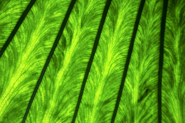 Arka plan makroyu yakın siyah yaprak yeşil soyut bir — Stok fotoğraf