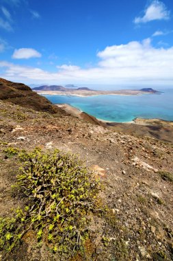 Miramar çiçek lanzarote İspanya graciosa suda del rio 