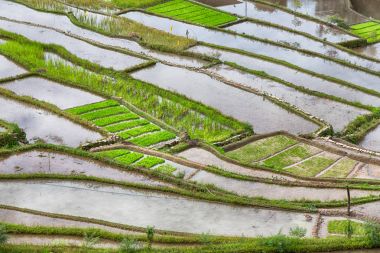   coultivation pirinç Teras alanı   