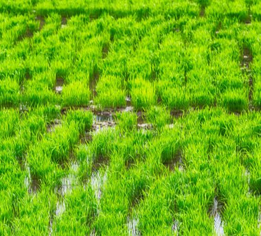   bir pirinç tahıl ekimi alanı yakın çekim