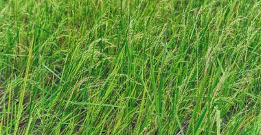   bir pirinç tahıl ekimi alanı yakın çekim