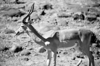  Kış ormanda vahşi Impala