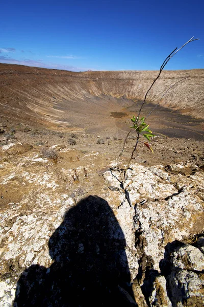Bloem hout bush timanfaya in los vulkanen zomer lanzaro — Stockfoto