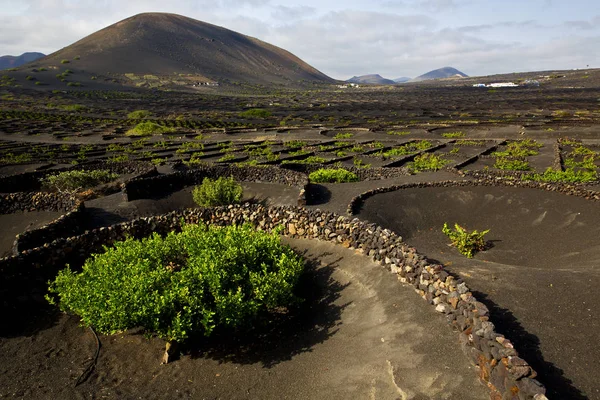 Druiven kweken winery lanzarote wijnstok schroef muur gewassen — Stockfoto