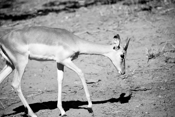 Impala silvestre en el arbusto de invierno —  Fotos de Stock