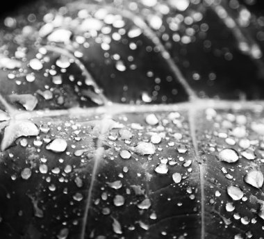 bir yaprak yağmur sonra bazı damla 